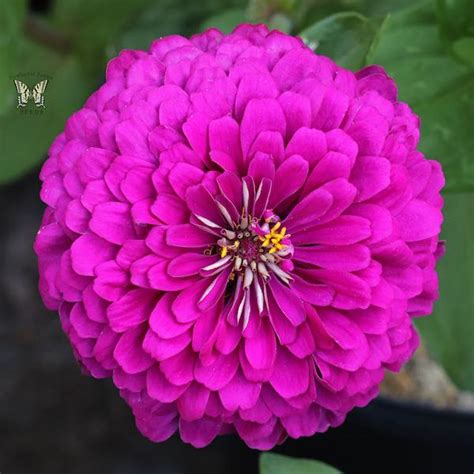 tudor zinnia|best zinnia seeds for sale.